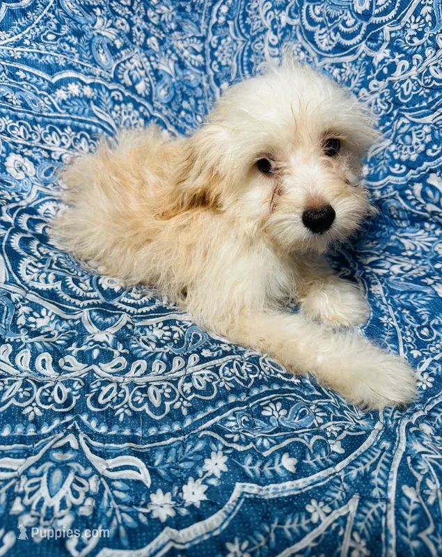 MaltiPoo – Maltipoo puppy for sale in Houston, TX