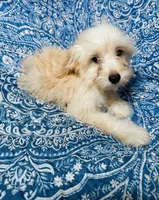 MaltiPoo, a male Maltipoo for sale in Houston, TX – 1 of 10