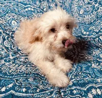 MaltiPoo, a male Maltipoo for sale in Houston, TX – 9 of 10