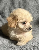 Poodle M2, a male Poodle - Miniature  for sale in Houston, TX – 3 of 7