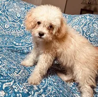 Maltipoo Boy, a male Maltipoo for sale in Houston, TX – 6 of 7