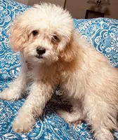 Maltipoo Boy, a male Maltipoo for sale in Houston, TX – 4 of 7