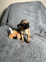Pug F2, a female Pug for sale in Houston, TX – 2 of 9