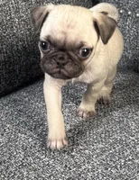 Pug 3, a female Pug for sale in Houston, TX – 2 of 6
