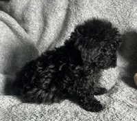 Poodle G1, a female Poodle - Miniature  for sale in Houston, TX – 5 of 7