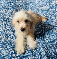 MaltiPoo, a male Maltipoo for sale in Houston, TX – 7 of 10
