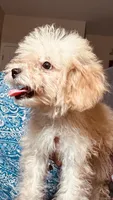 Maltipoo Boy, a male Maltipoo for sale in Houston, TX – 3 of 7