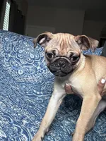 Pug 2, a female Pug for sale in Houston, TX – 5 of 8