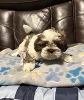 Luna, a female Shih Tzu for sale in Houston, TX – Photo 3 of 6