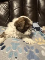 Luna, a female Shih Tzu for sale in Houston, TX – Photo 4 of 6