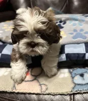 Luna, a female Shih Tzu for sale in Houston, TX – Photo 5 of 6