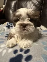 Luna, a female Shih Tzu for sale in Houston, TX – Photo 6 of 6