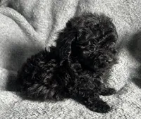 Poodle G1, a female Poodle - Miniature  for sale in Houston, TX – 6 of 7