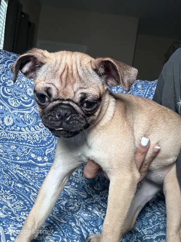 Pug 2 – Pug puppy for sale in Houston, TX