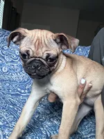 Pug 2, a female Pug for sale in Houston, TX – 1 of 8
