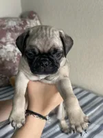 Pug 2, a male Pug for sale in Houston, TX – 3 of 6