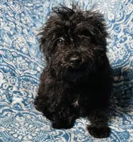 Maltipoo Girl, a female Maltipoo for sale in Houston, TX – 7 of 9