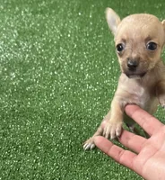Chihuahua M1, a male Chihuahua for sale in Houston, TX – 3 of 8