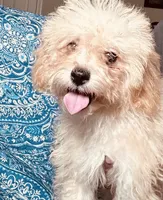Maltipoo Boy, a male Maltipoo for sale in Houston, TX – 2 of 7