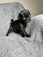 Pug M-1, a male Pug for sale in Houston, TX – 1 of 6