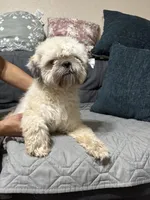 ShihTzu Male, a male Shih Tzu for sale in Houston, TX – Photo 4 of 9