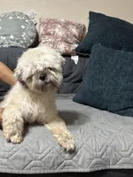 ShihTzu Male, a male Shih Tzu for sale in Houston, TX – Photo 5 of 9