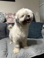 ShihTzu Male, a male Shih Tzu for sale in Houston, TX – Photo 3 of 9