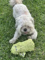 ShihTzu Male, a male Shih Tzu for sale in Houston, TX – Photo 9 of 9