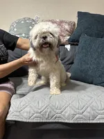 ShihTzu Male, a male Shih Tzu for sale in Houston, TX – Photo 6 of 9