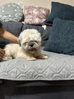 ShihTzu Male, a male Shih Tzu for sale in Houston, TX – Photo 7 of 9