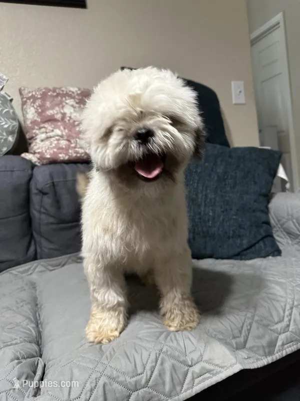 ShihTzu Male, a male Shih Tzu for sale in Houston, TX – Photo 1 of 9