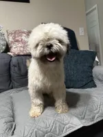 ShihTzu Male, a male Shih Tzu for sale in Houston, TX – Photo 1 of 9