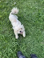 ShihTzu Male, a male Shih Tzu for sale in Houston, TX – Photo 8 of 9