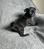 Pug G3, a female Pug for sale in Houston, TX – 3 of 6
