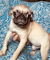Pug F2, a female Pug for sale in Houston, TX – 4 of 5
