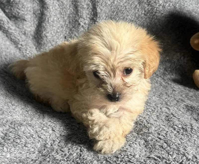Poodle M2 – Poodle - Miniature  puppy for sale in Houston, TX