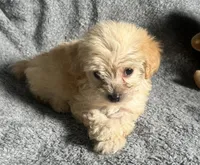 Poodle M2, a male Poodle - Miniature  for sale in Houston, TX – 1 of 7