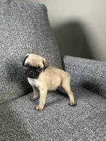 Pug 2, a male Pug for sale in Houston, TX – 5 of 6