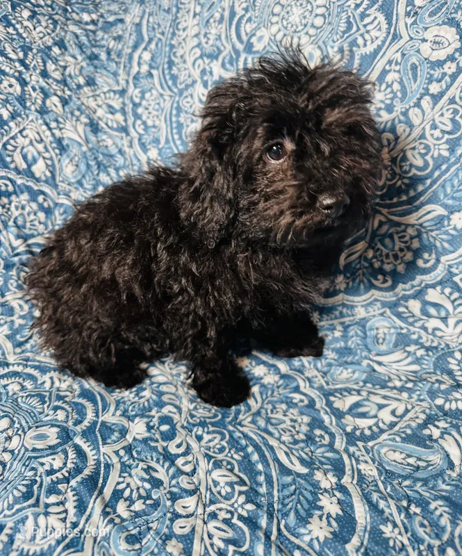 Poodle G1 – Poodle - Miniature  puppy for sale in Houston, TX