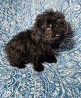 Maltipoo Girl, a female Maltipoo for sale in Houston, TX – 1 of 9