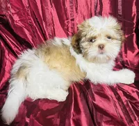 Lina, a female Shih Tzu for sale in Houston, TX – Photo 7 of 10