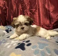Lina, a female Shih Tzu for sale in Houston, TX – Photo 2 of 10