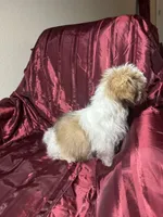 Lina, a female Shih Tzu for sale in Houston, TX – Photo 10 of 10