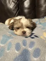 Lina, a female Shih Tzu for sale in Houston, TX – Photo 3 of 10