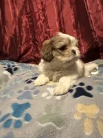 Lina, a female Shih Tzu for sale in Houston, TX – Photo 6 of 10