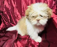 Lina, a female Shih Tzu for sale in Houston, TX – Photo 1 of 10
