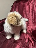 Lina, a female Shih Tzu for sale in Houston, TX – Photo 9 of 10