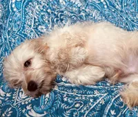MaltiPoo, a male Maltipoo for sale in Houston, TX – 10 of 10