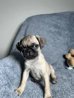 Pug M1, a female Pug for sale in Houston, TX – 4 of 10