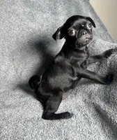 Pug G3, a female Pug for sale in Houston, TX – 6 of 6